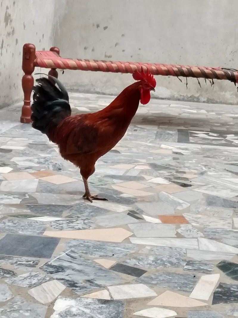 Home breed Desi And Aseel Morgy — photo 5
