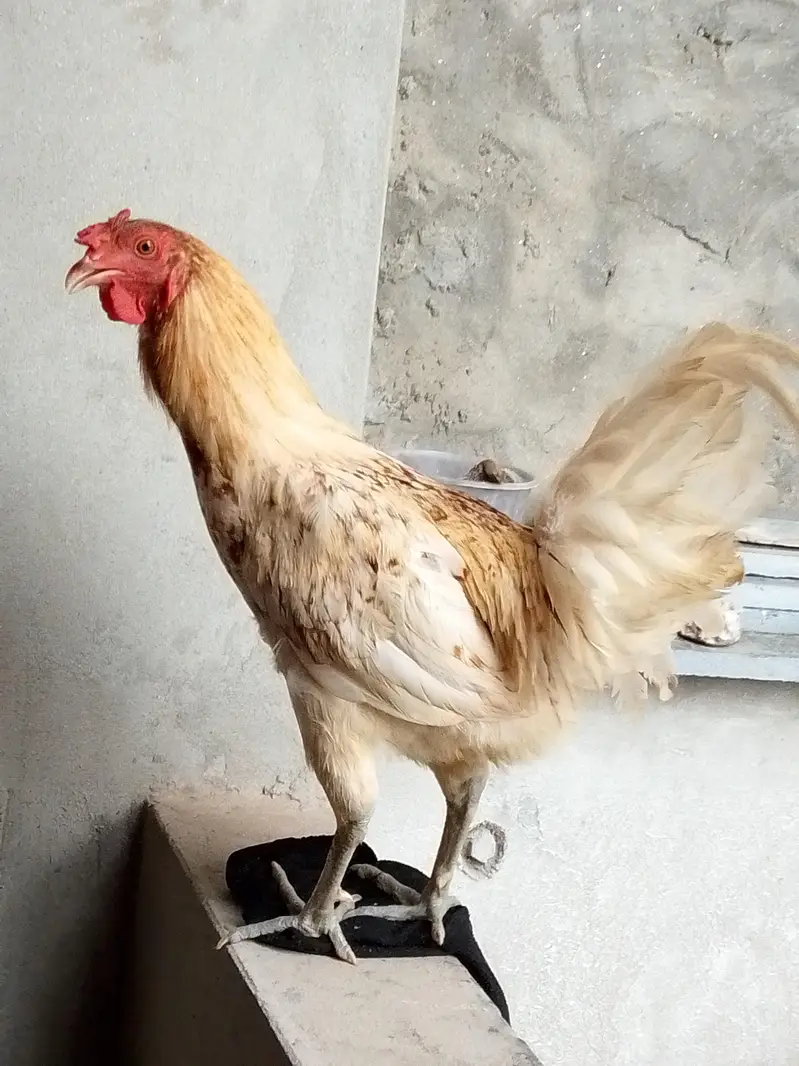 Home breed Desi And Aseel Morgy — photo 6