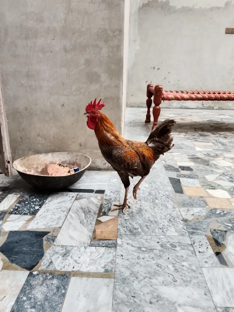 Home breed Desi And Aseel Morgy — photo 7
