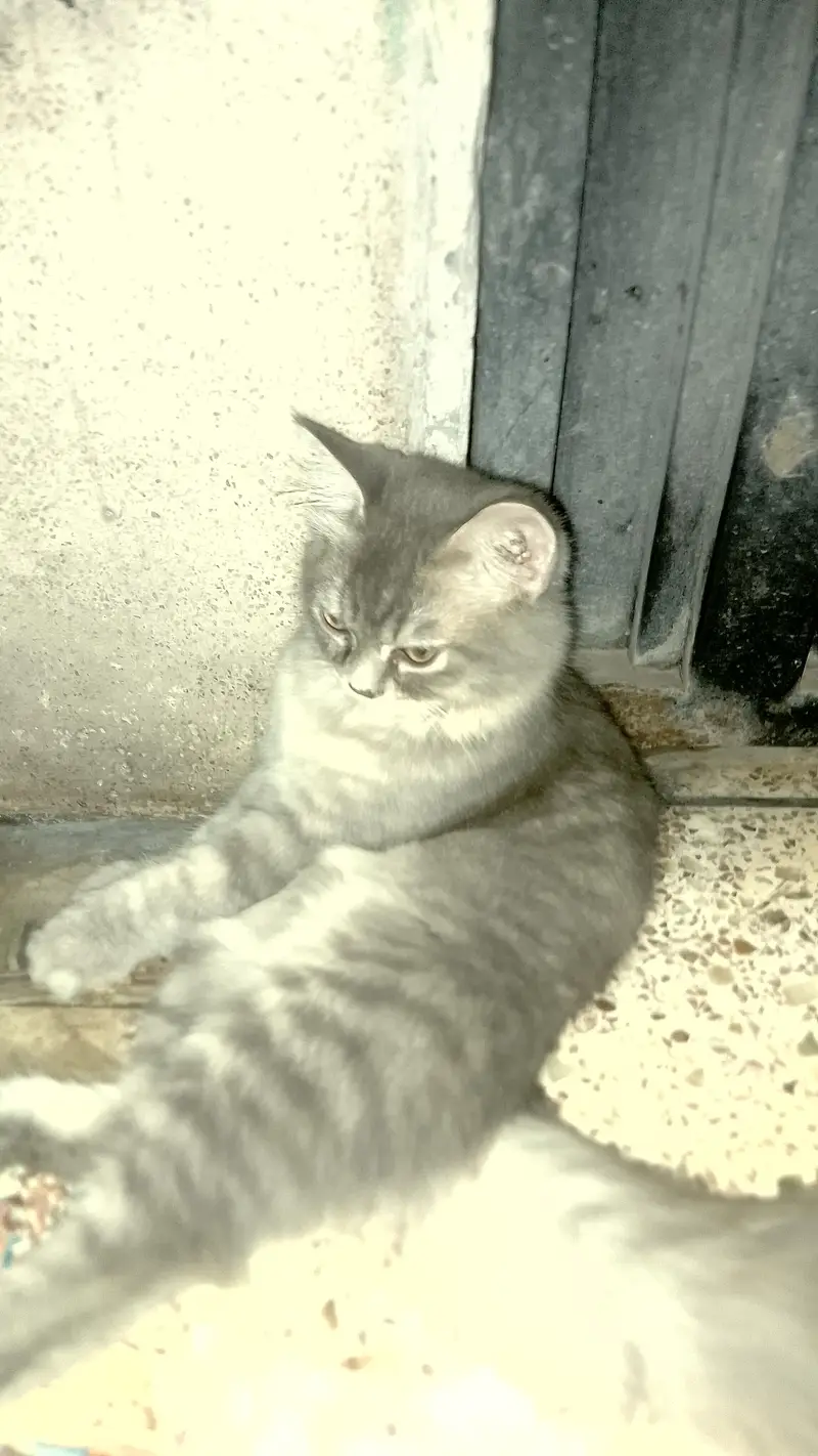 Persian cat — photo 2