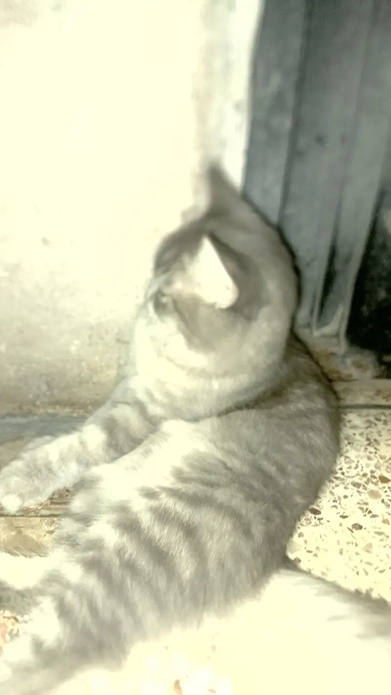 Persian cat — photo 3