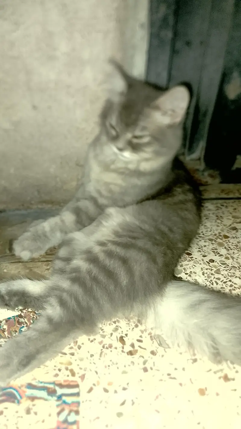 Persian cat — photo 4
