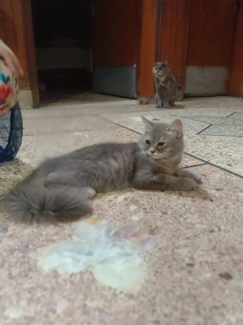 Persian cat — photo 5