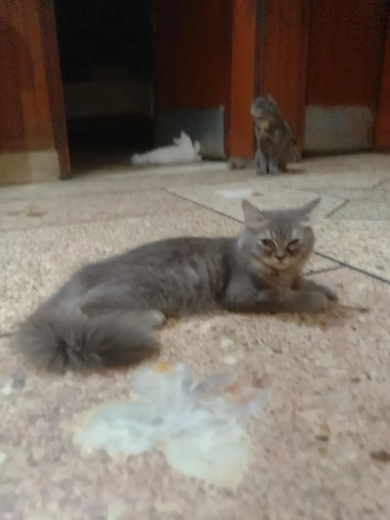 Persian cat — photo 6
