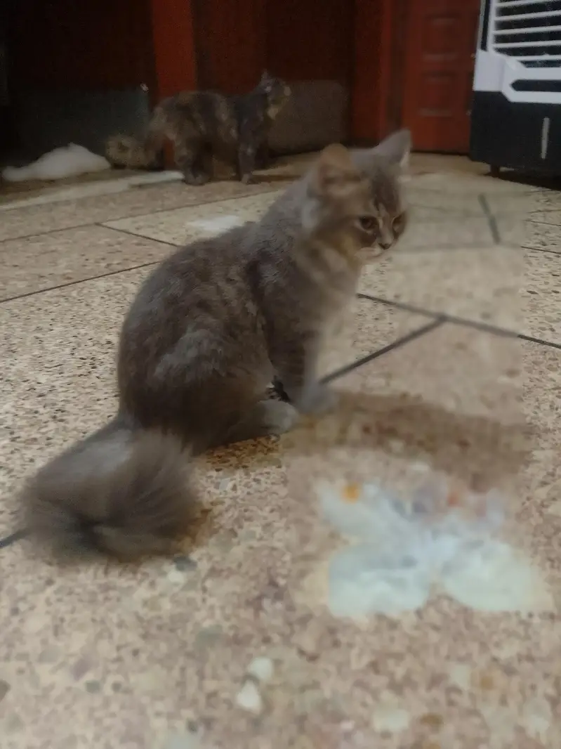 Persian cat — photo 7