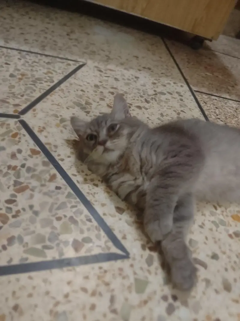 Persian cat — photo 8