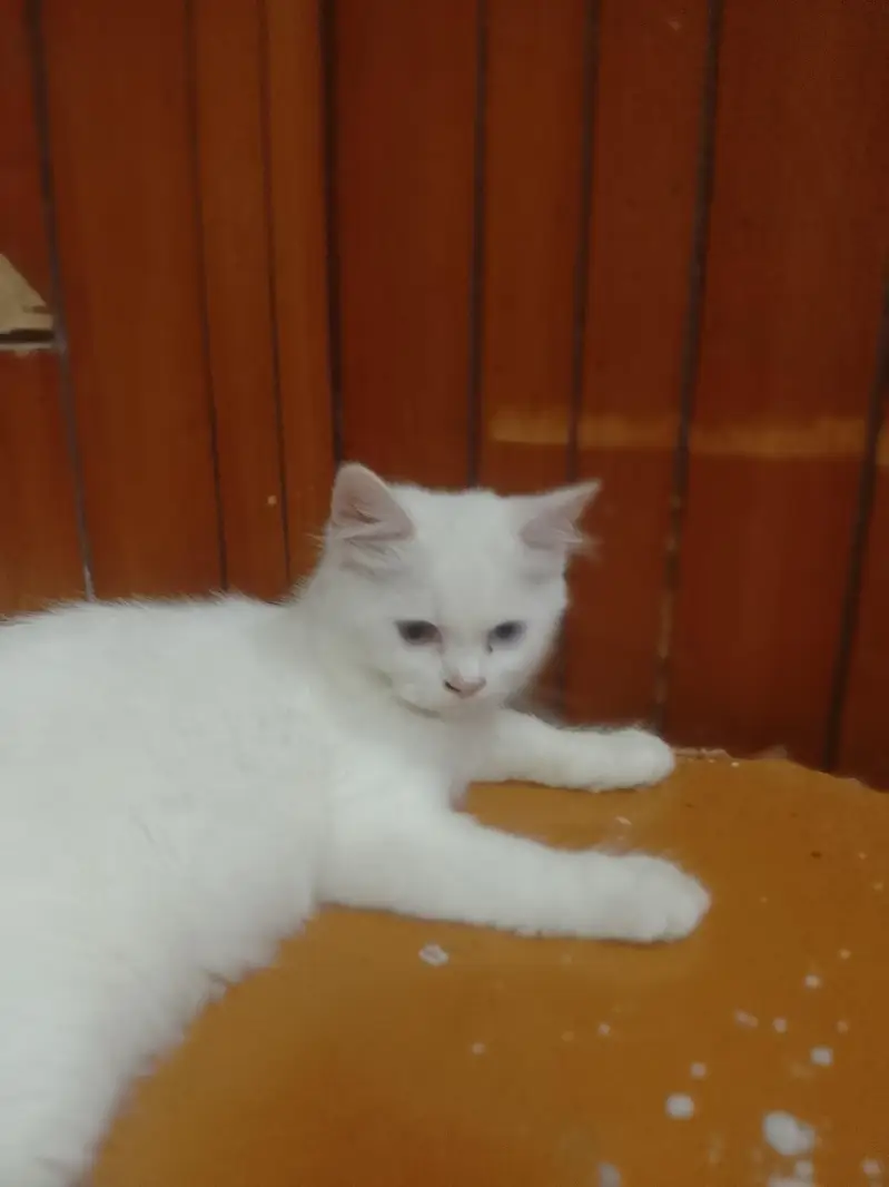 Persian cat — photo 9