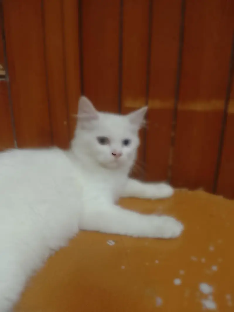 Persian cat — photo 10