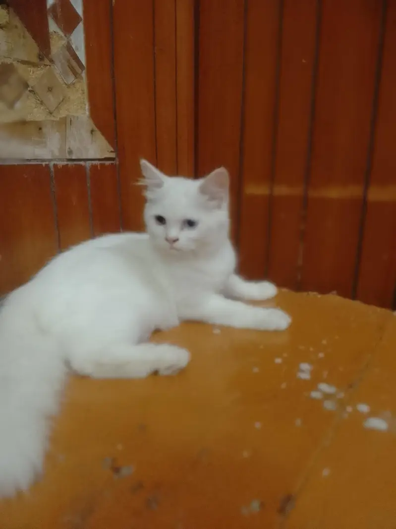 Persian cat — photo 11