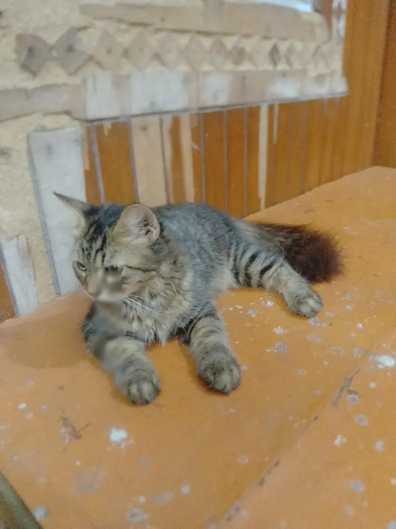Persian cat — photo 12