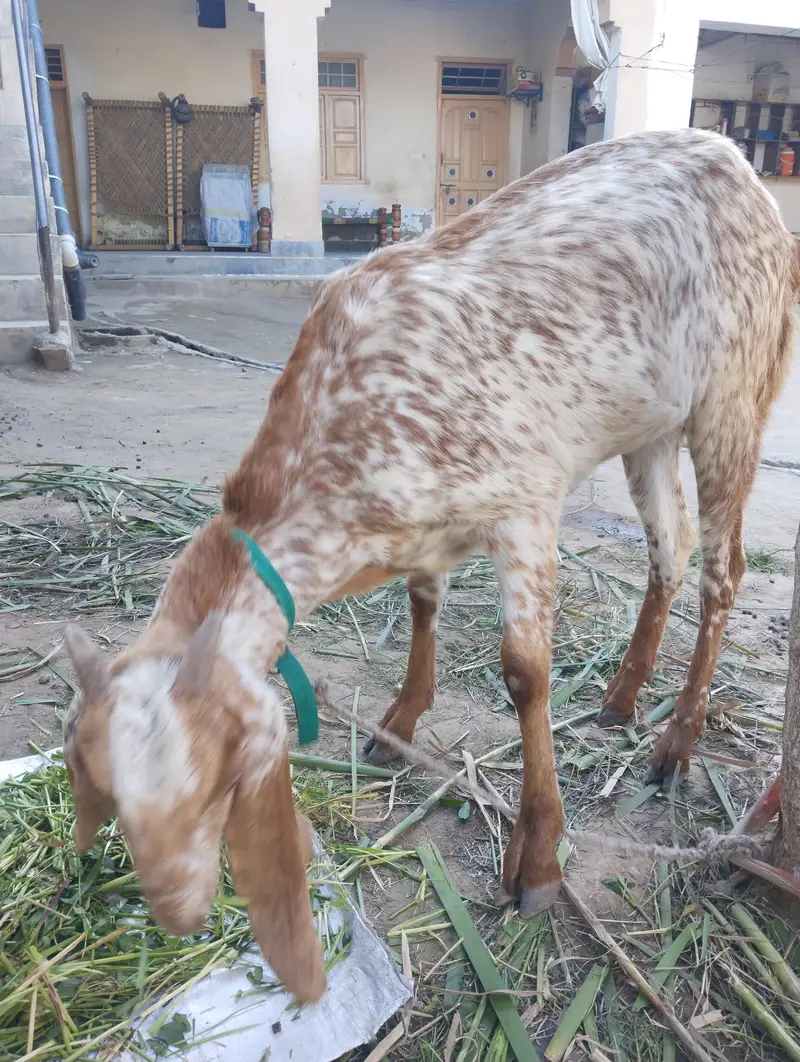 For sale Maki chini Whatsapp number 0313 3747464 — photo 2