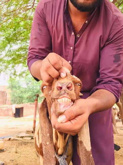 betal shera nasal