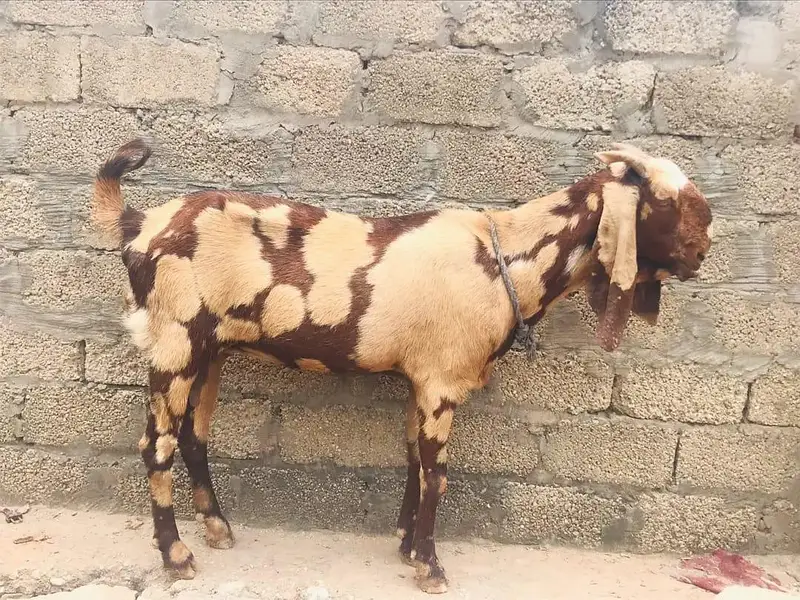 betal shera nasal — photo 2
