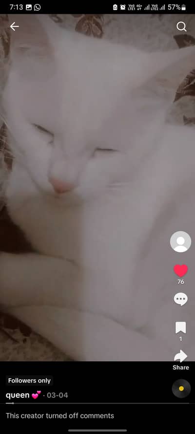 Female cate with 4 kitten's