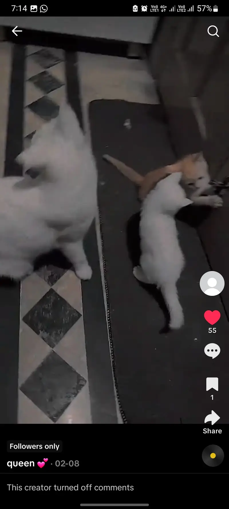 Female cate with 4 kitten's — photo 3
