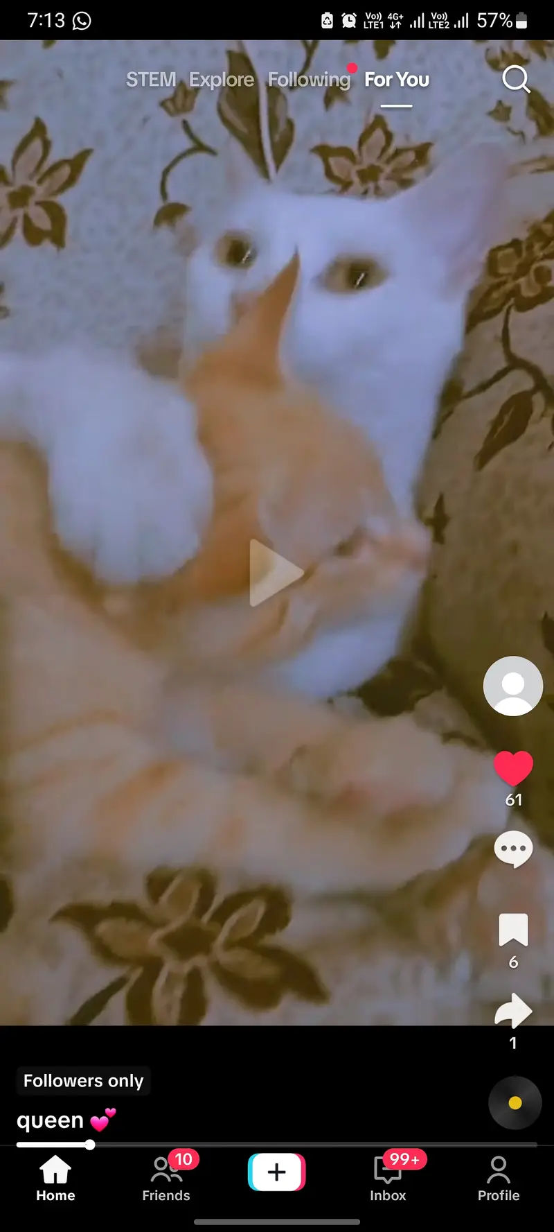 Female cate with 4 kitten's — photo 4