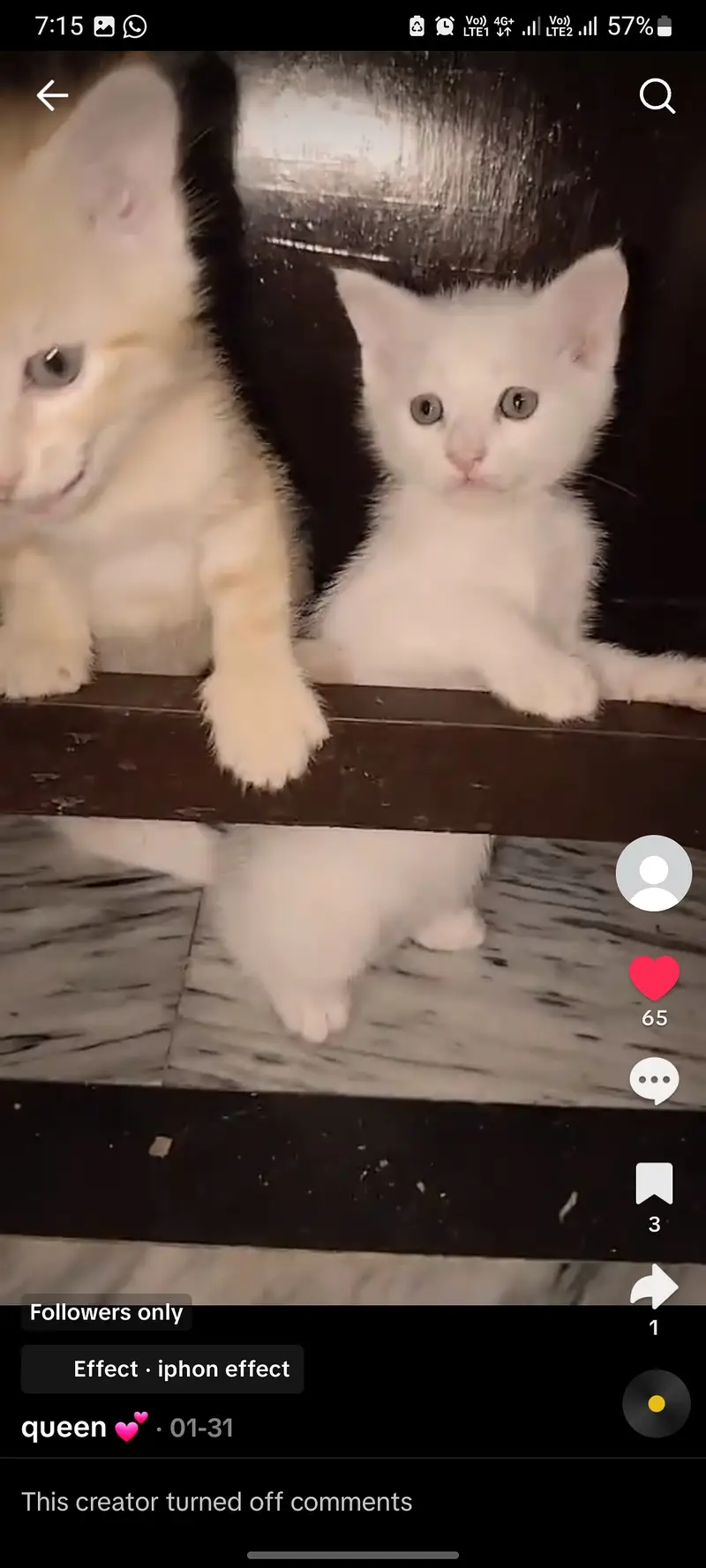 Female cate with 4 kitten's — photo 5
