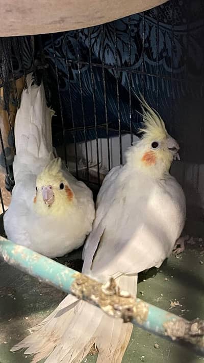 CREAM COCKTAIL BREADER PARROTS with eggs  FOR SALE