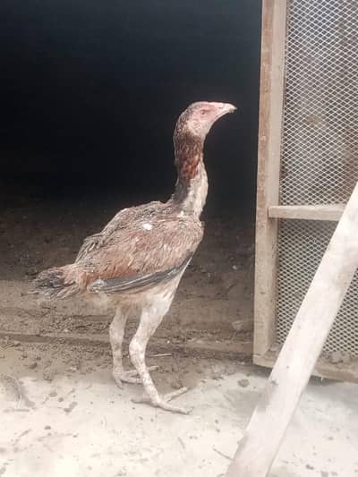 healthy and active hens