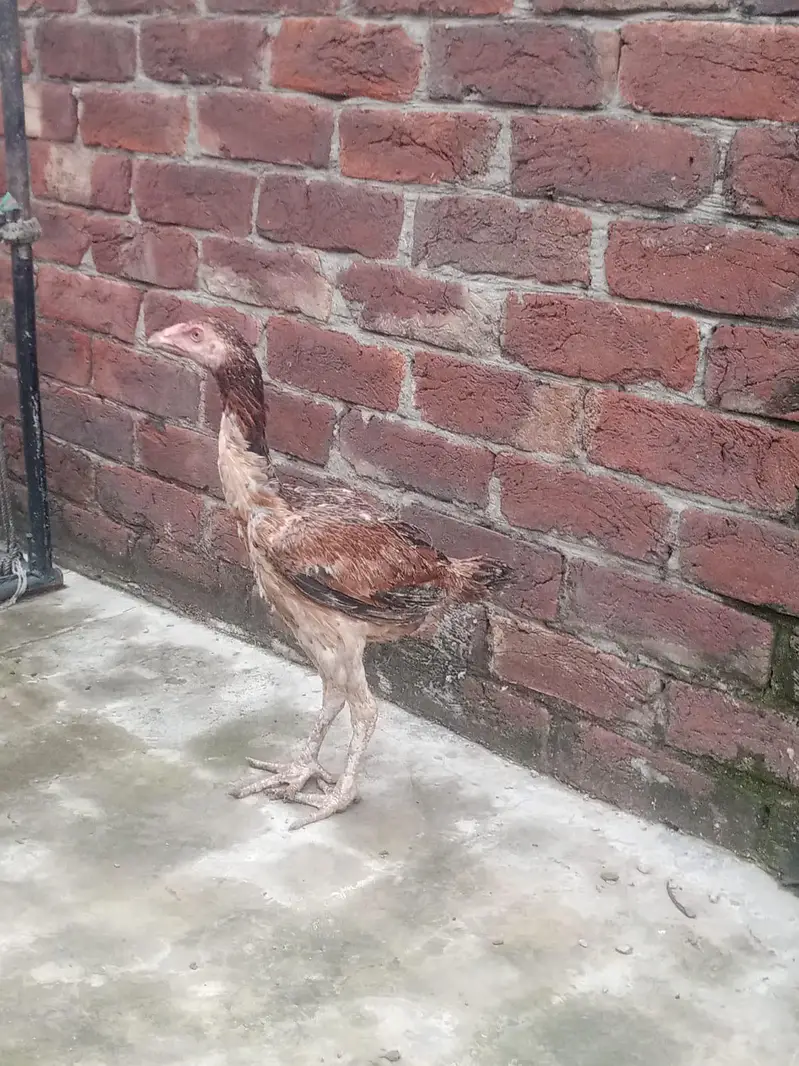 healthy and active hens — photo 2
