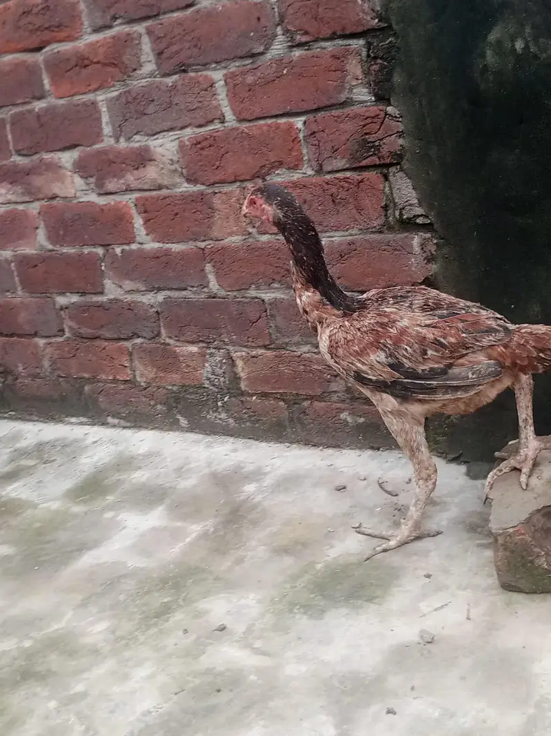 healthy and active hens — photo 3
