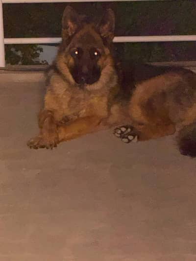 German shepherd for sale urgent