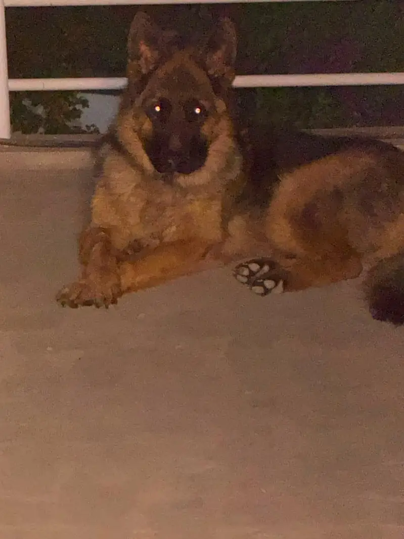 German shepherd for sale urgent
