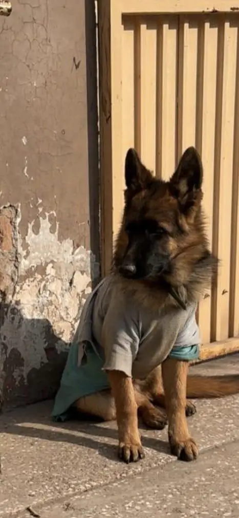 German shepherd for sale urgent — photo 2