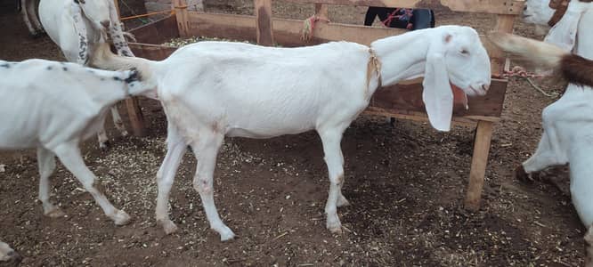 Rajanpuri bakri for sale.