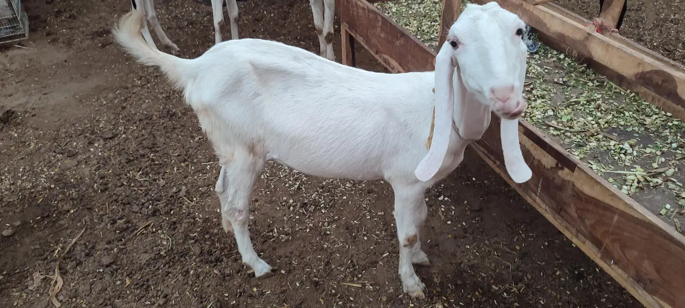 Rajanpuri bakri for sale. — photo 2