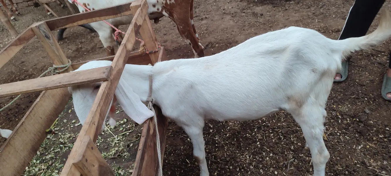 Rajanpuri bakri for sale. — photo 3