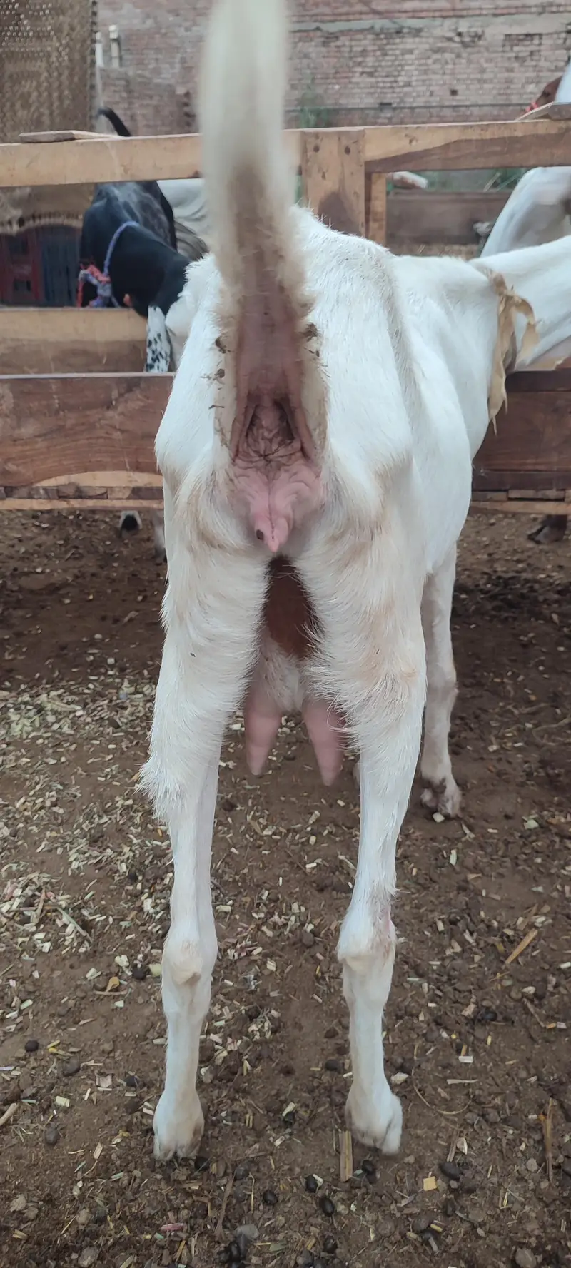 Rajanpuri bakri for sale. — photo 4