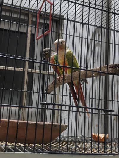 Pineapple conure red factor breeder pair