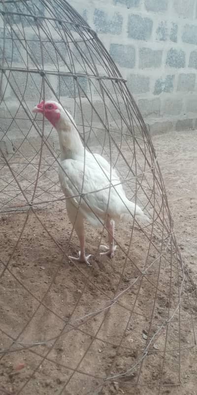 heera aseel madi for sale