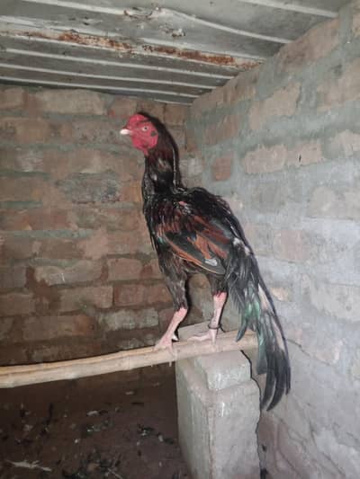 High quality aseel rooster for sale.