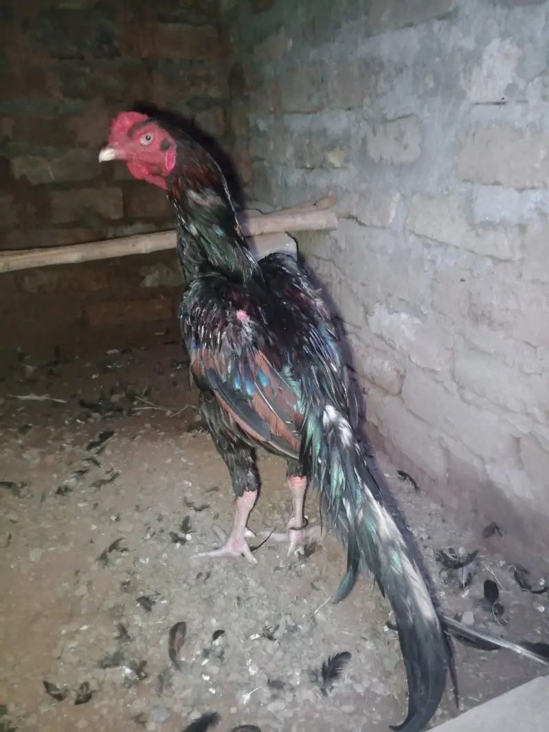 High quality aseel rooster for sale. — photo 2