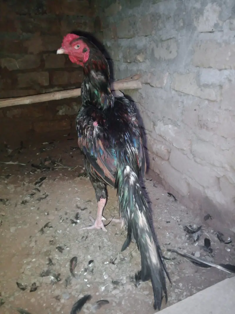 High quality aseel rooster for sale. — photo 3