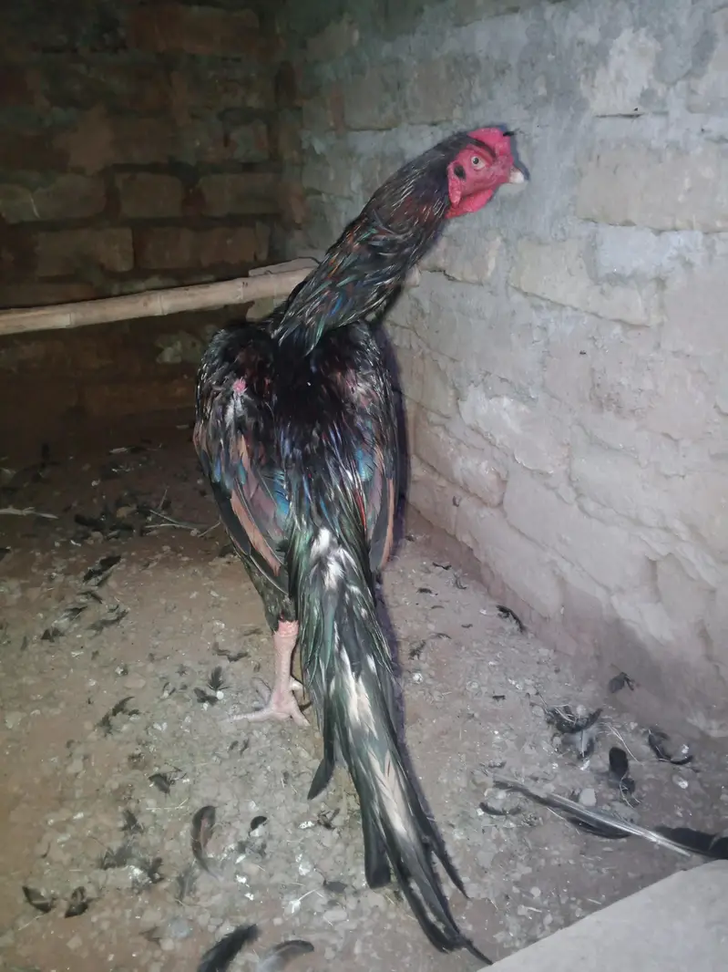 High quality aseel rooster for sale. — photo 4