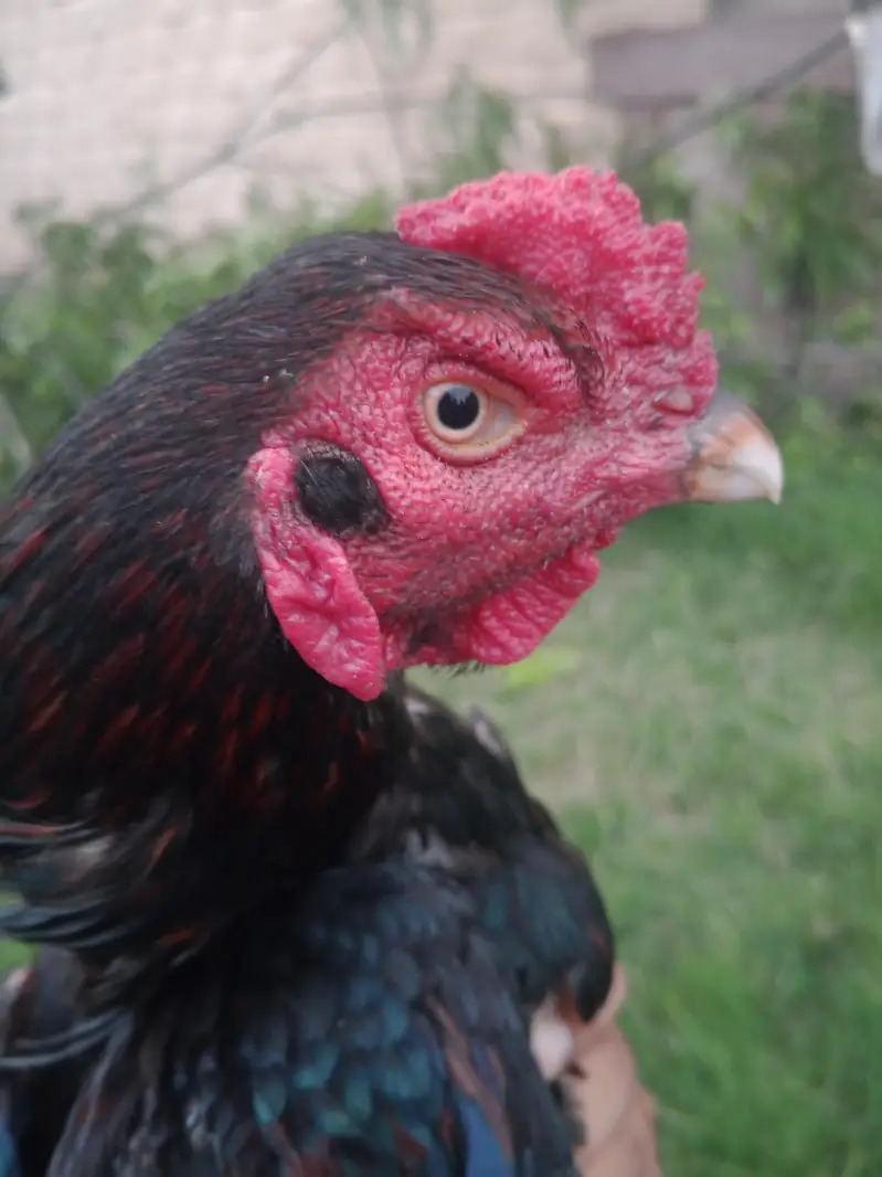 High quality aseel rooster for sale. — photo 5