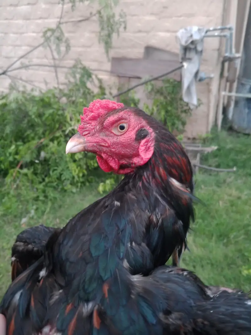 High quality aseel rooster for sale. — photo 6