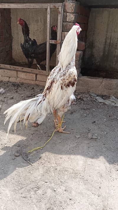 CHAMPION ASEEL 03214059840