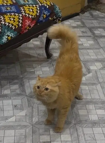 Male cat — photo 2