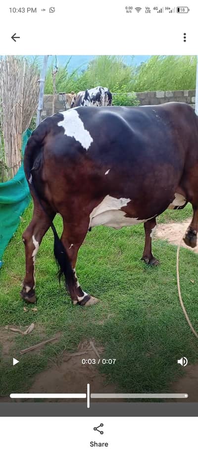 cow 4 dant 2sra sova