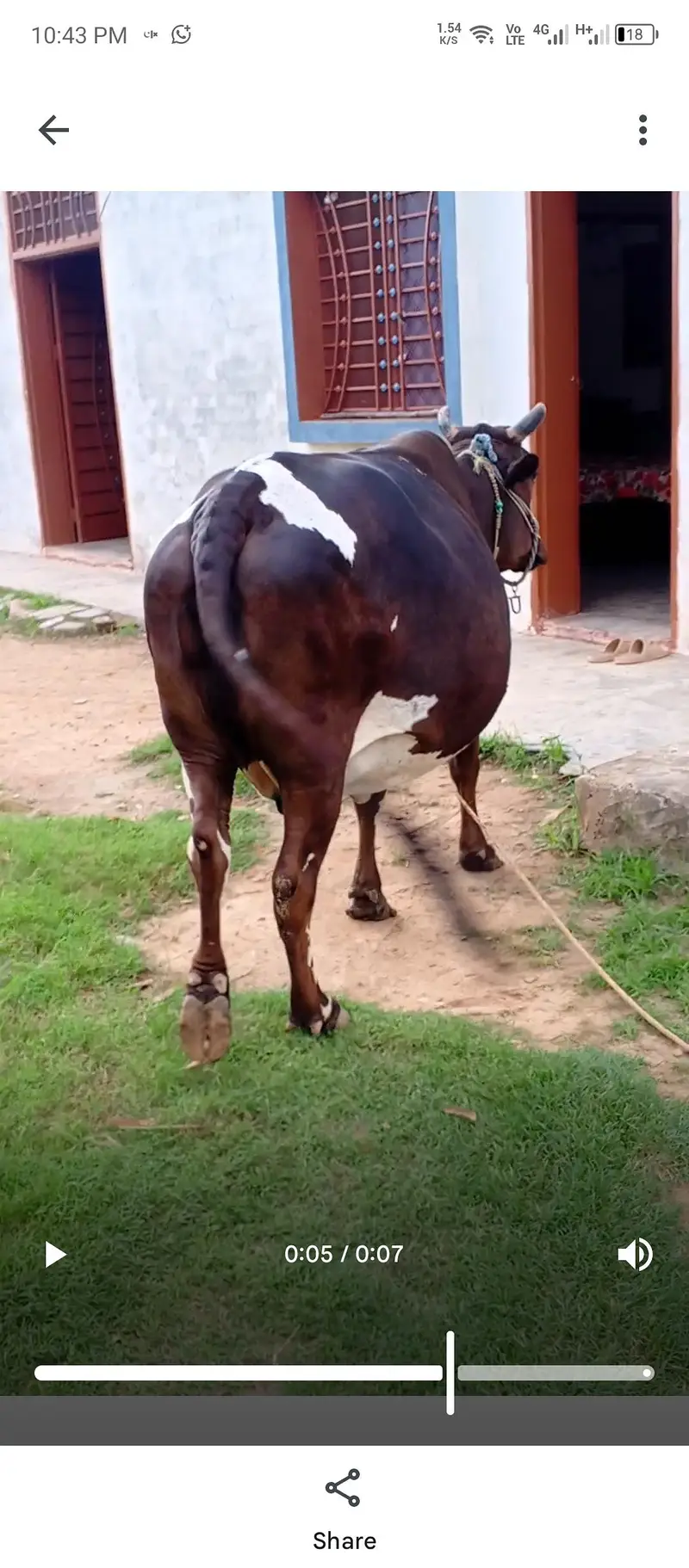 cow 4 dant 2sra sova — photo 2
