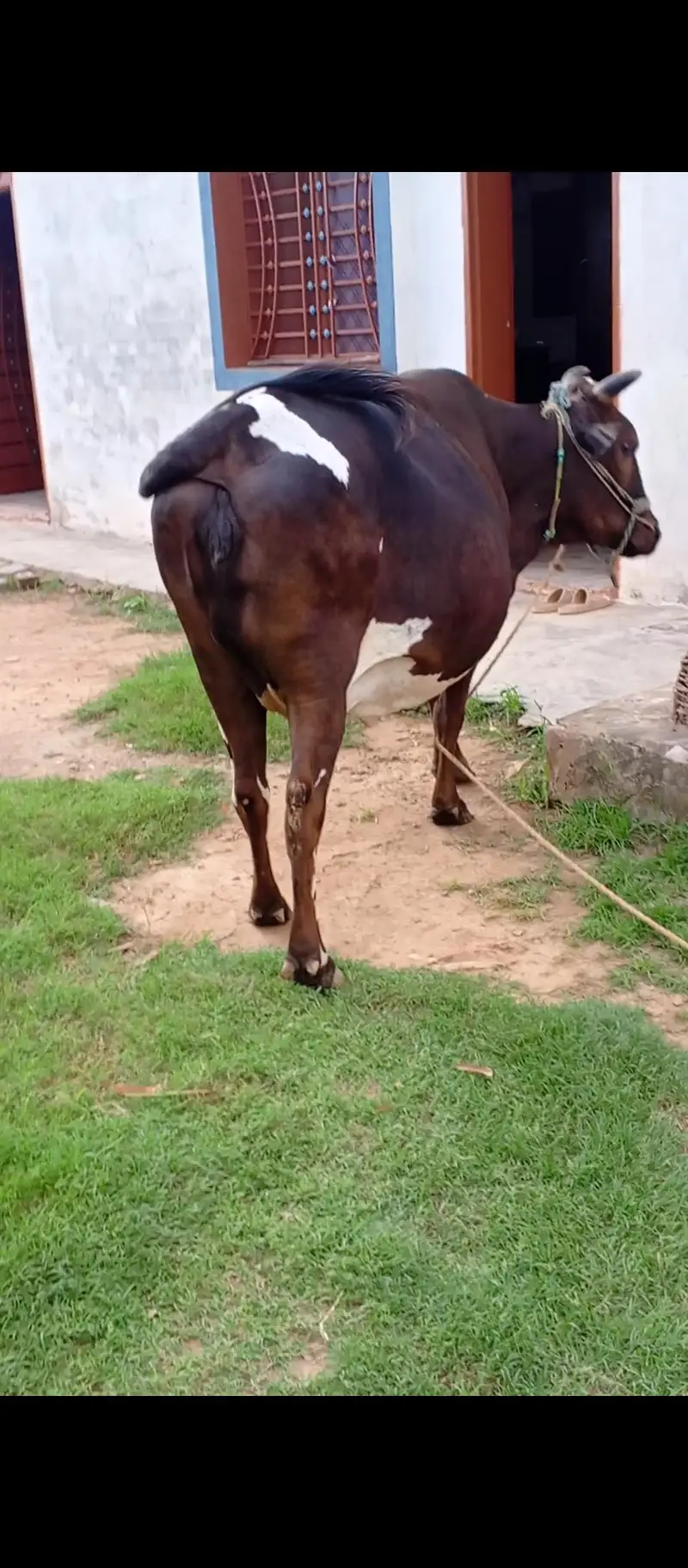cow 4 dant 2sra sova — photo 3