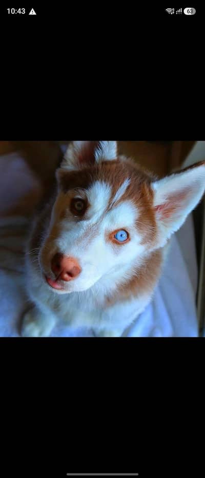 Pure siberian large Husky wolf