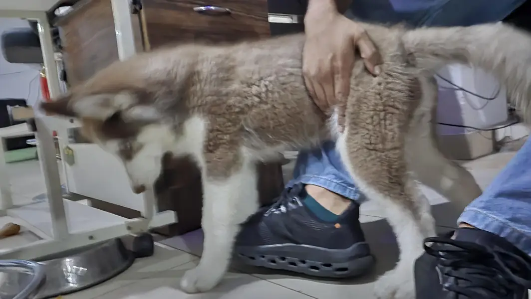 Pure siberian large Husky wolf — photo 2