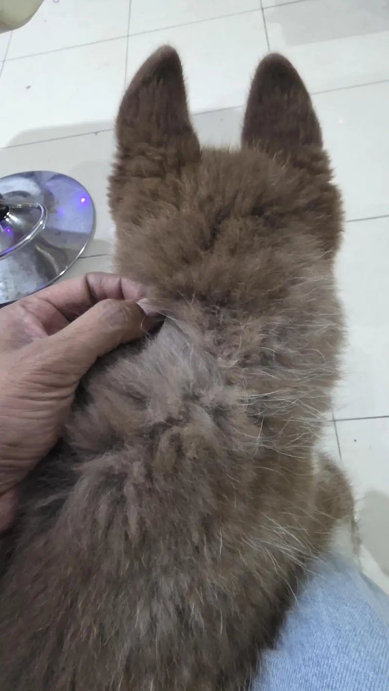 Pure siberian large Husky wolf — photo 3