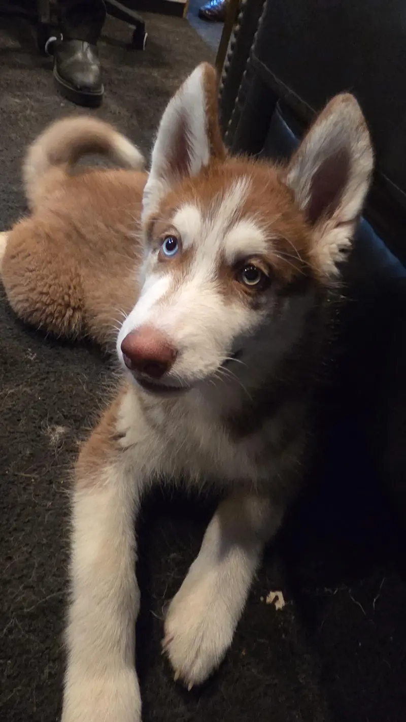 Pure siberian large Husky wolf — photo 4