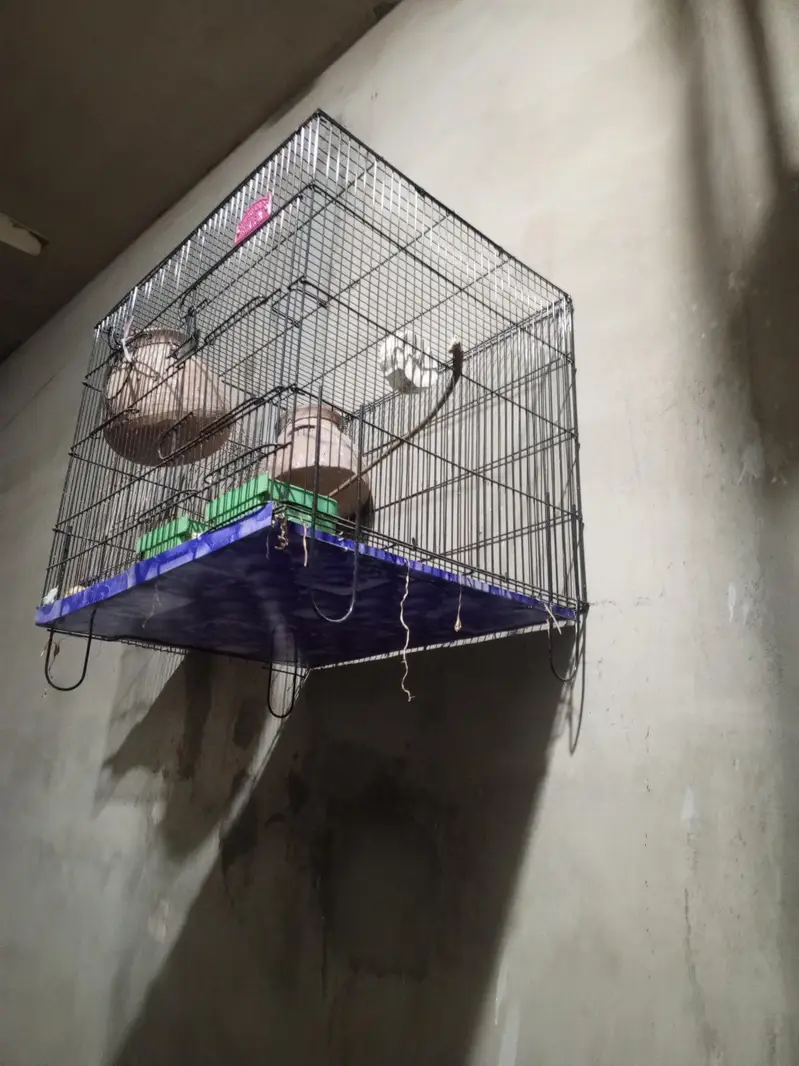 new cage sath m do mutki bi h 1 month use Kiya h bs biklik 10/9 h — photo 3
